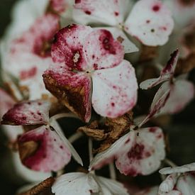Close up foto van een verdorde hortensia - Veluwe, Nederland van Trix Leeflang