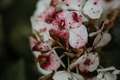 Close up foto van een verdorde hortensia - Veluwe, Nederland