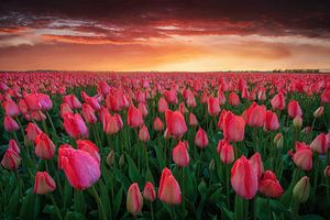 Le champ de tulipes sur Martin Podt