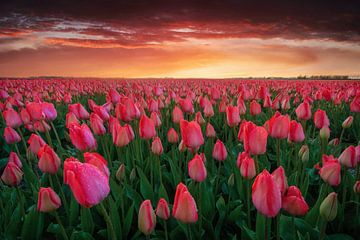 Het tulpenveld van Martin Podt