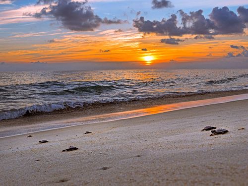Bébés tortues en route vers la mer