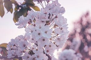 Frühling im Obstgarten IX – Birnenblüten im sanften Licht