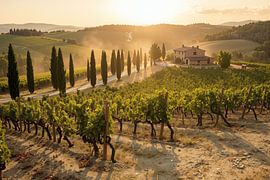Idyllisch wijngaardlandschap tijdens het gouden uur van Markus Gann