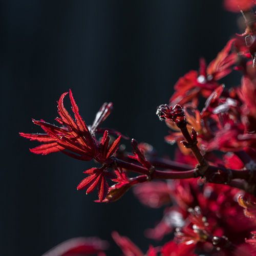 Lente! Japanse Esdoorn