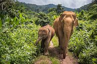 Éléphants d'Asie dans la jungle par Peter Zendman Aperçu