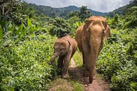 Asian elephants in the Jungle