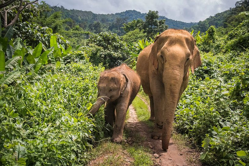 Aziatische olifanten in de Jungle van Peter Zendman