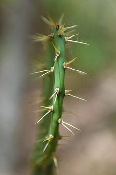 cactus van Rachel Beijkirch