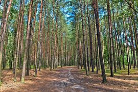A sun-drenched pine forest in the Schorfheide