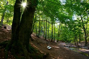 Frühling im Teutoburger Wald