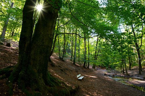 Lente in het Teutoburgerwoud