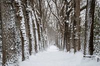 Snowy trees