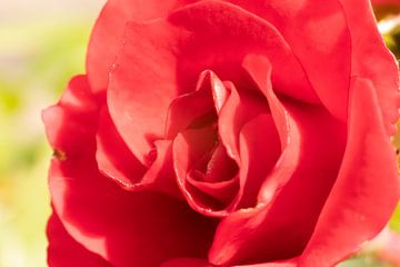 Rode Roos in Close-up: Een Intiem Portret van Passie en Schoonheid van Remco Ditmar