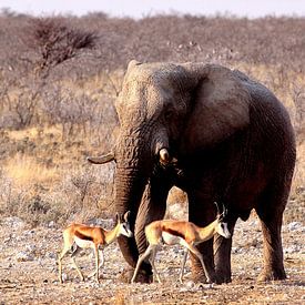Olifant in Etosha van Henk Langerak