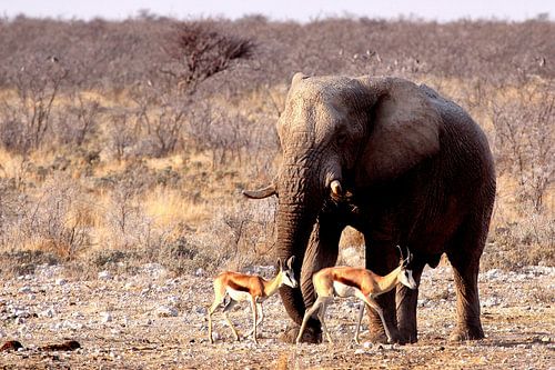 Olifant in Etosha
