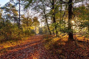 Stimmungsvoller Sonnenaufgang mit Sonnenstrahlen durch das Herbstlaub. von Els Oomis