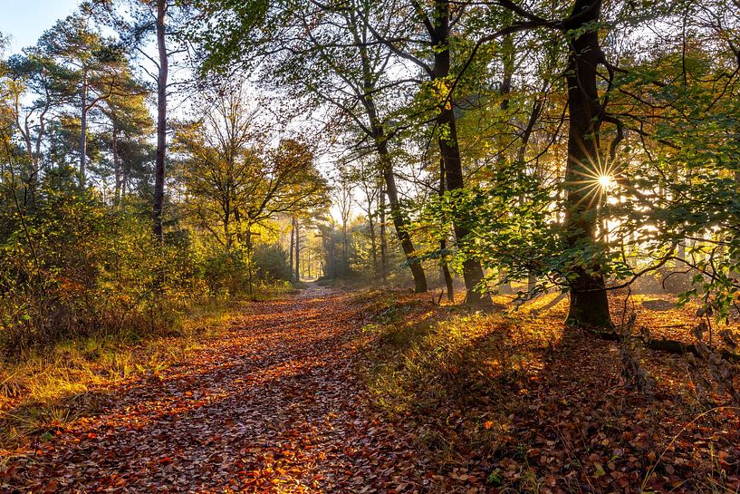 Stimmungsvoller Sonnenaufgang mit Sonnenstrahlen durch das Herbstlaub. von Els Oomis