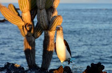 Sunrise with blue footed boobies in mating dance Galapagos National Park, Ecuador by Catalina Morales Gonzalez