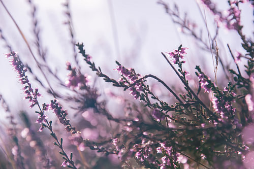 Purple Dream
