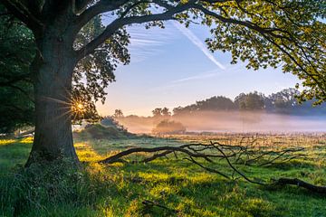 Mist en zonnestralen en de dag begint weer mooi. van Els Oomis