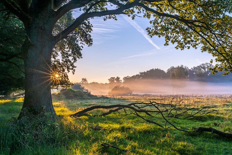 Fog and sunshine and the day starts beautiful again. by Els Oomis
