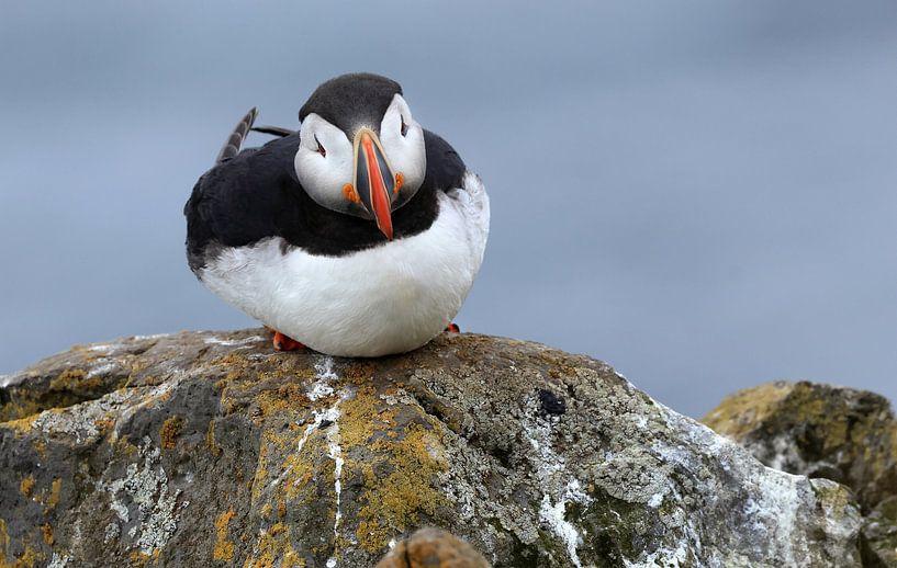 Puffin; clownish seabird by Jacques van der Neut