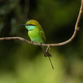 The Hunter's Focus: Der kleine grüne Bienenfresser im Detail von Lex van Doorn