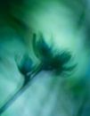 Aquarel in groen van Kati van Helden thumbnail