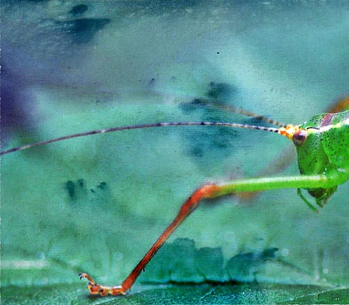 Grasshopper