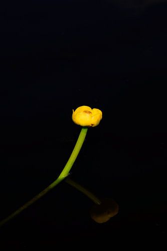 Gelbe, pralle Blüte im Licht