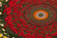 Abstract flower bulb field