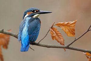 The Kingfisher