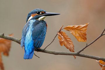 The Kingfisher by Heiko Lehmann
