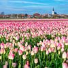Tulpen op Texel. van Justin Sinner Pictures ( Fotograaf op Texel)