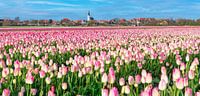 Tulpen op Texel. van Justin Sinner Pictures ( Fotograaf op Texel) thumbnail
