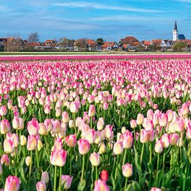 Tulpen auf Texel. von Justin Sinner Pictures ( Fotograaf op Texel)