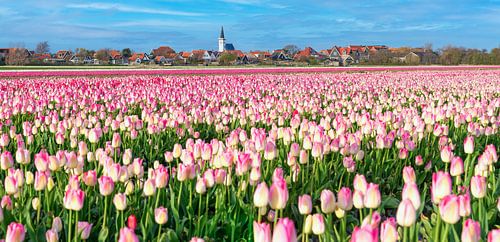 Tulpen op Texel.