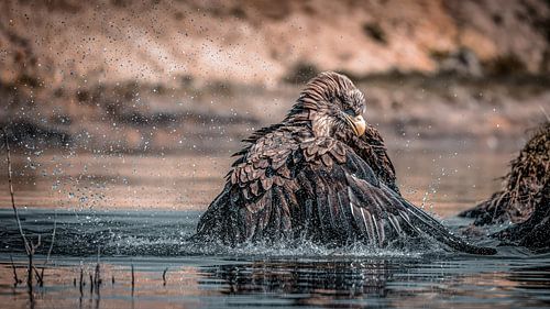 Badderende Zeearend, spetterende waterdruppels