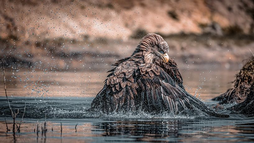 Badender Weißkopfseeadler, spritzende Wassertropfen von Arjan Warmerdam