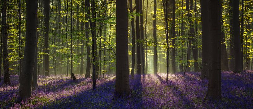 Hallerbos Panorama von Edwin Mooijaart