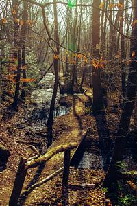 Winter im Wald der Wouwse Plantage