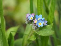 Myosotis