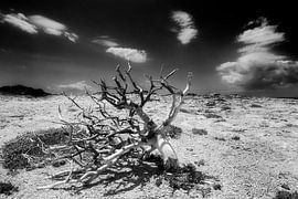 Struik in Agrilaopothamos, Karpathos, Griekenland van Peter Baak