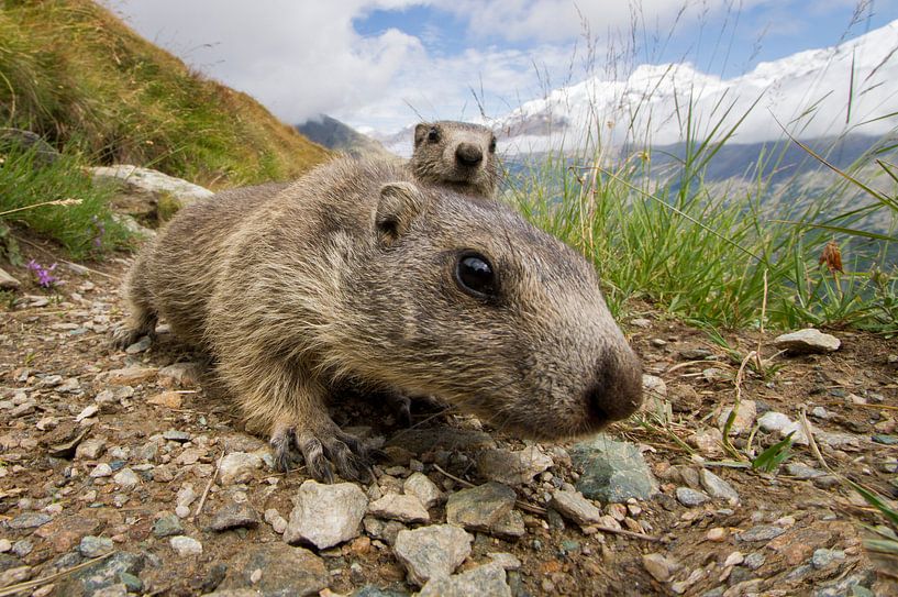 Een nieuwsgierig jong marmotje in de bergen van Paul Wendels