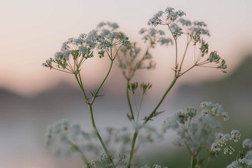 softness in the mist