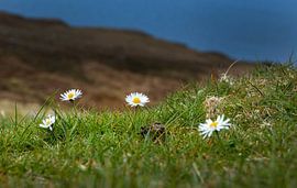 Gänseblümchen blühen im Gras. Schottisches Hochland von Albert Brunsting