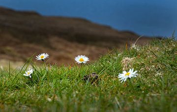 Daisies bloom in the grass. Scottish Highlands by Albert Brunsting
