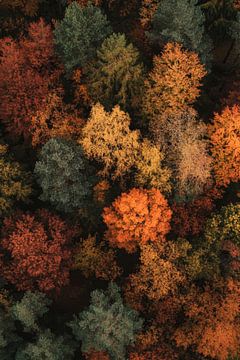 Autumn forest colours by Poster Art Shop