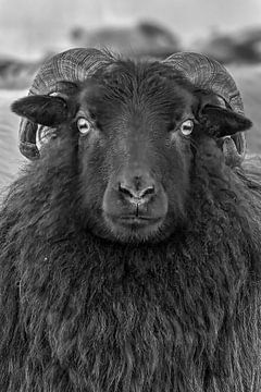 Drents Heideschaap by Marieke Deinum