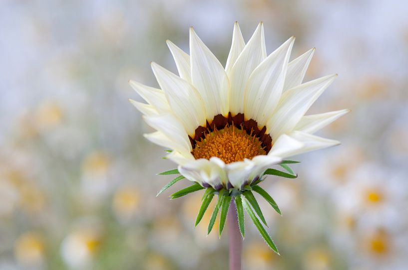 Middaggoud (Gazania splendens) van Tamara Witjes